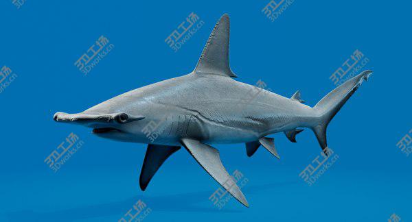 images/goods_img/20210312/Hammerhead Shark 3D model/1.jpg